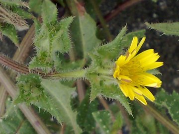 Helminthotheca hechioides  (= Picris hechioides )